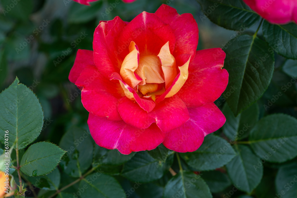 Pink roses. Bush in the garden. Orange rosebud. Summer flower petals. Red rose bud in nature. Branch and leaves. Botanical plant. Pink roses. Bush in the garden. Orange rosebud. Summer flower petals. Red rose bud in nature. Branch and leaves. Botanical plant.