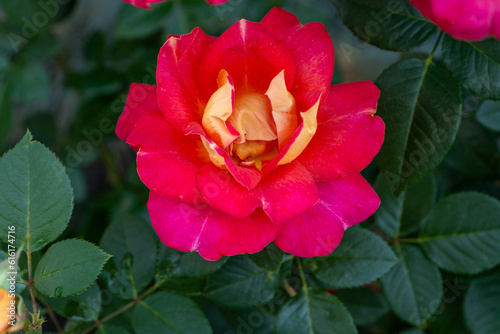 Fototapeta Naklejka Na Ścianę i Meble -  Pink roses. Bush in the garden. Orange rosebud. Summer flower petals. Red rose bud in nature. Branch and leaves. Botanical plant.