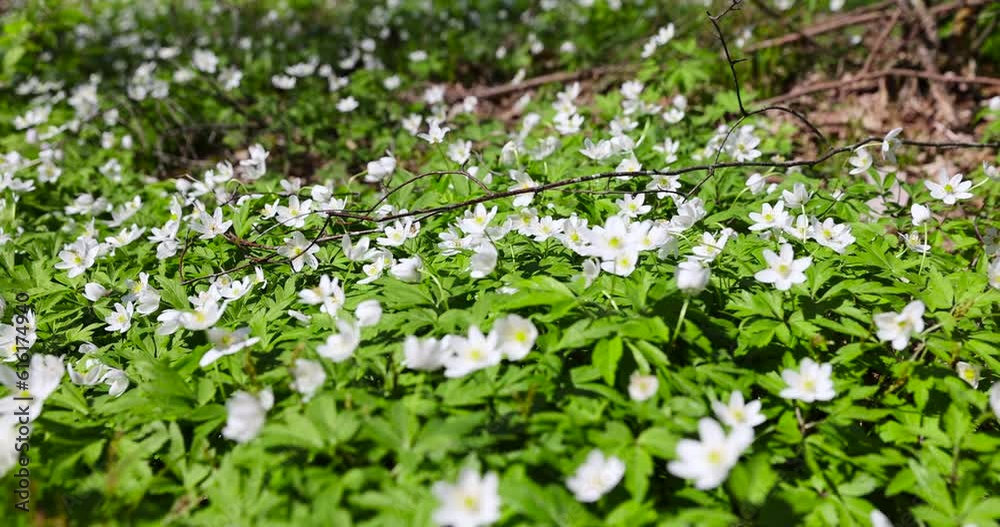 fading white small flowers anemone in the forest, anemones are one of the first spring flowers in the forest at the end of their flowering fading white small flowers anemone in the forest, anemones are one of the first spring flowers in the forest at the end of their flowering