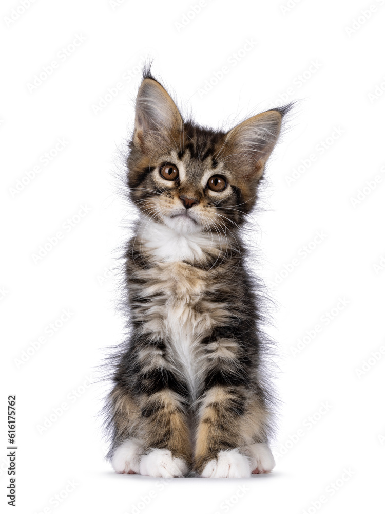 Super sweet classic brown tabby with white Maine Coon cat kitten, sitting up facing front. Looking straight to camera with mesmerising brown eyes. Isolated on a white background.