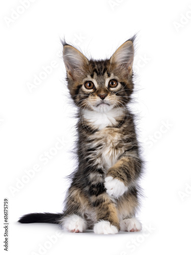 Super sweet classic brown tabby with white Maine Coon cat kitten, sitting up facing front withone paw lifted in air. Looking straight to camera with brown eyes. Isolated on a white background.