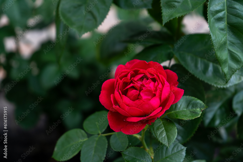 Red roses. Bush in the garden. Rosebud. Summer flower petals. Rose bud in nature. Branch and leaves. Botanical plant. Red roses. Bush in the garden. Rosebud. Summer flower petals. Rose bud in nature. Branch and leaves. Botanical plant.