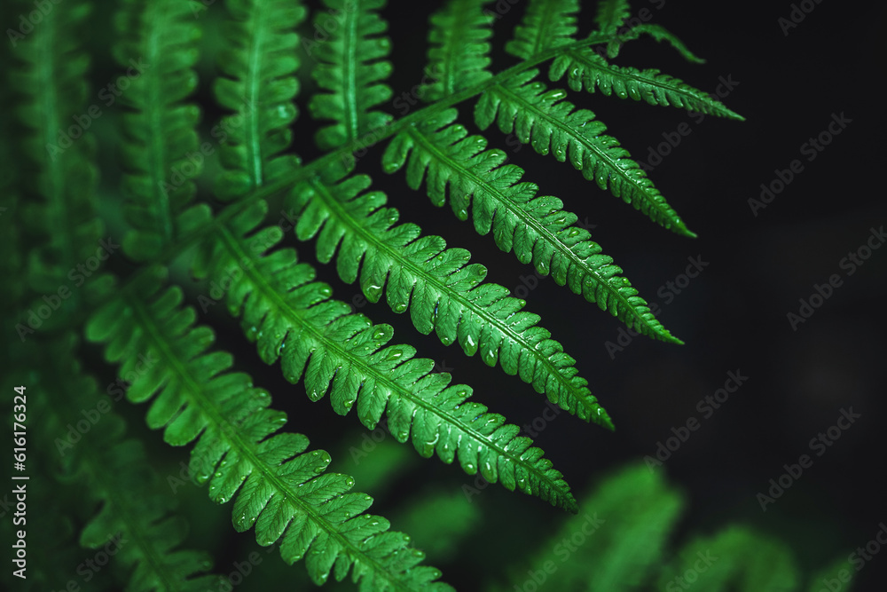 Emerald green fern leaf in dark forest Emerald green fern leaf in dark forest