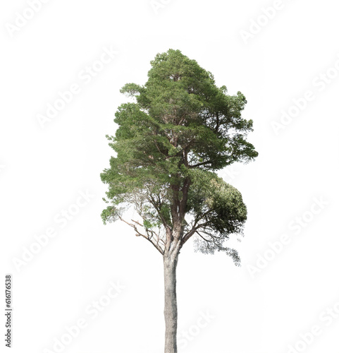 Dry tree isolated on a white background. Nature.