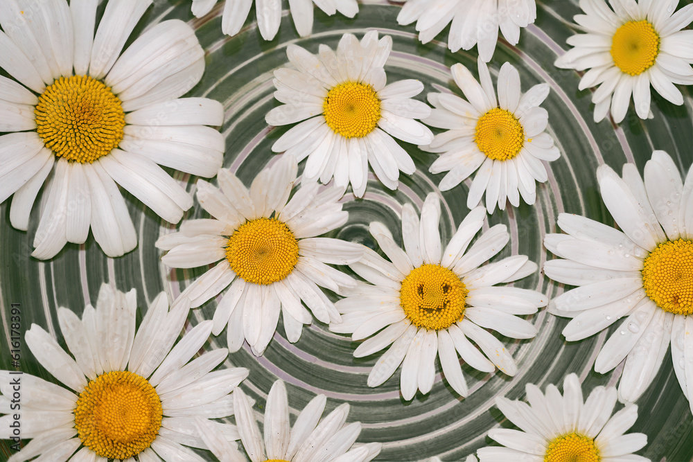 Obraz premium Close-up of daisies on white and dark green background. One flower with smiling face on it