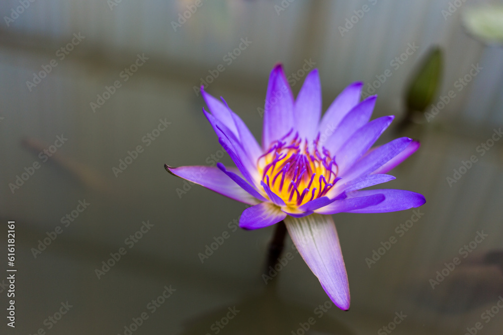 purple lotus in the water 2