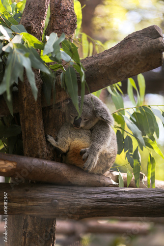 Fototapeta Naklejka Na Ścianę i Meble -  Sleeping Koala hanging on the tree