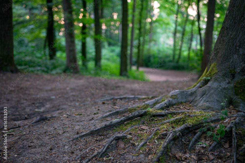 A spring forest is depicted in the photo. In the foreground, there is an impressive root of an old mysterious tree. In the background, there are thickets, bushes, and trees. A mysterious path leads de
