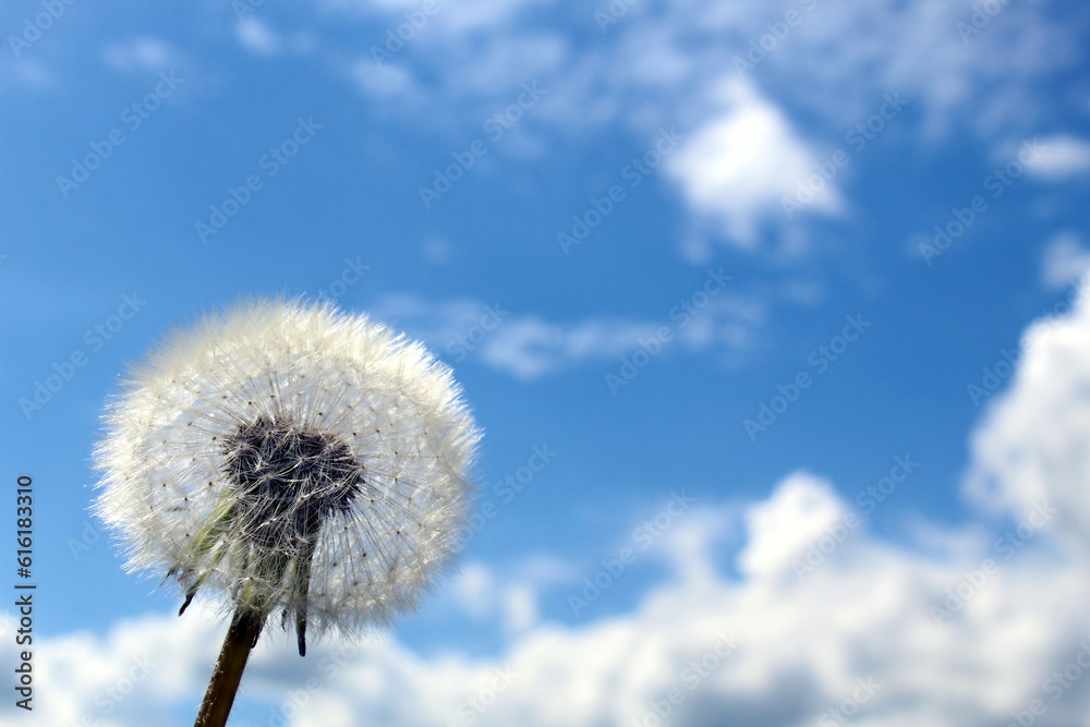 Beautiful white dandelion ball against the sky.
Beautiful white dandelion ball against the sky.