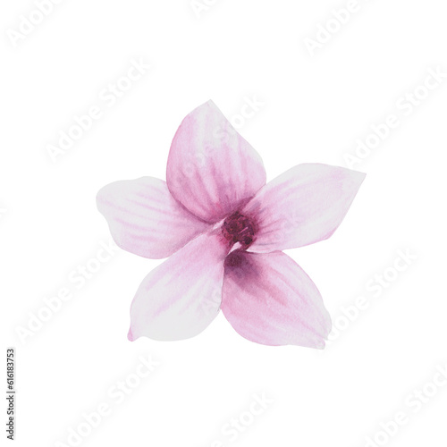 Magnolia flower Watercolor Hand drawn Illustration isolated on white background