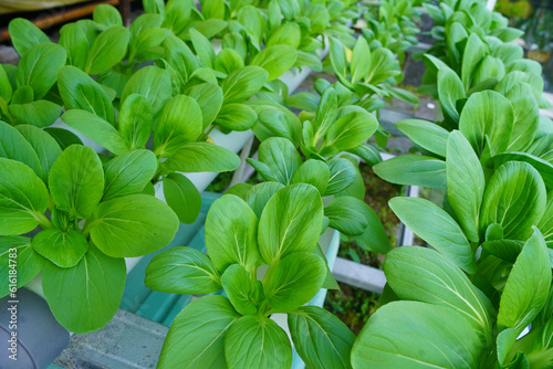 Fototapeta Naklejka Na Ścianę i Meble -  Bok Choy or Chinese Cabbage planted with Hydroponic system in Muntilan, Magelang, Indonesia.