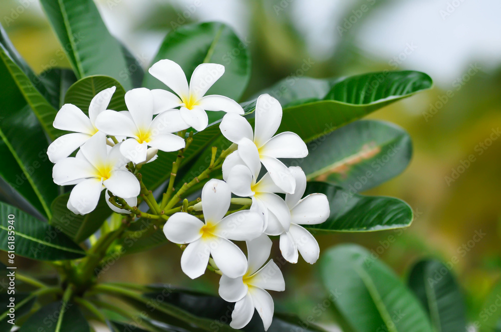 frangipani, frangipani flower or pagoda tree
