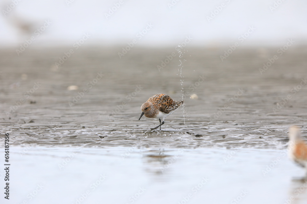 Sanderling sandpiper (Calidris alba) in Japan Sanderling sandpiper (Calidris alba) in Japan