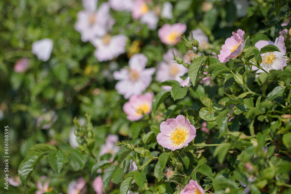 Blooming dog rose hedge (Rosa canina). Copyspace. Blooming dog rose hedge (Rosa canina). Copyspace.