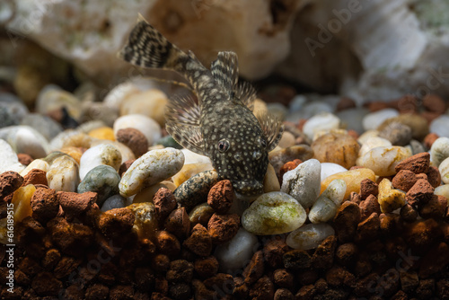 A crustacean clinging to a rock in an aquarium. photo