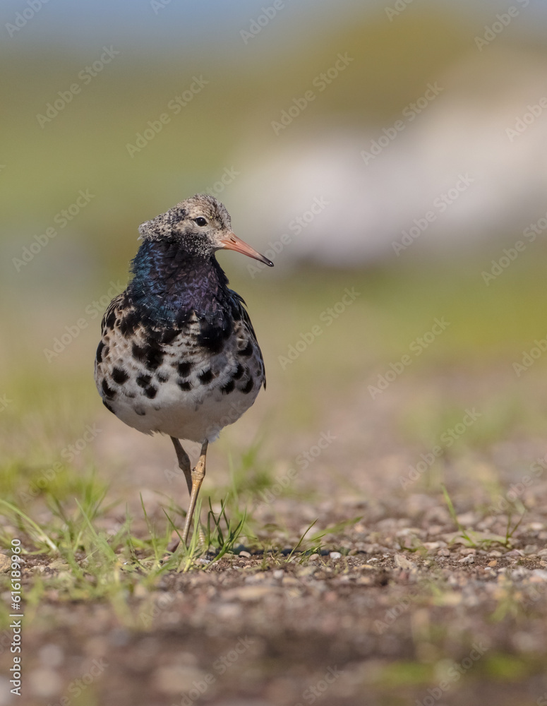 Ruff - male bird at a wetland on the mating season in spring
