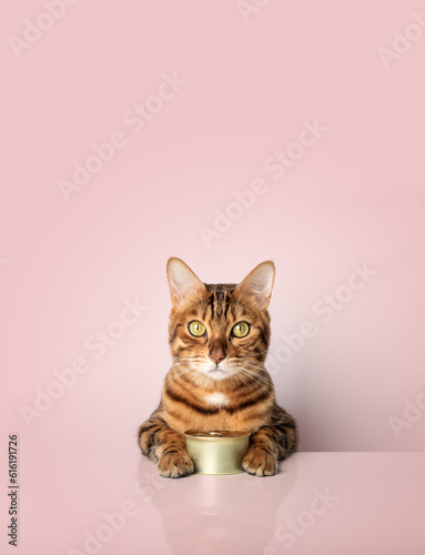 Bengal cat with a can of canned food on a colored background.