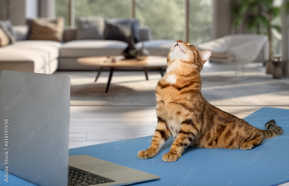 Obraz premium Domestic cat is doing yoga on the rug in the living room.