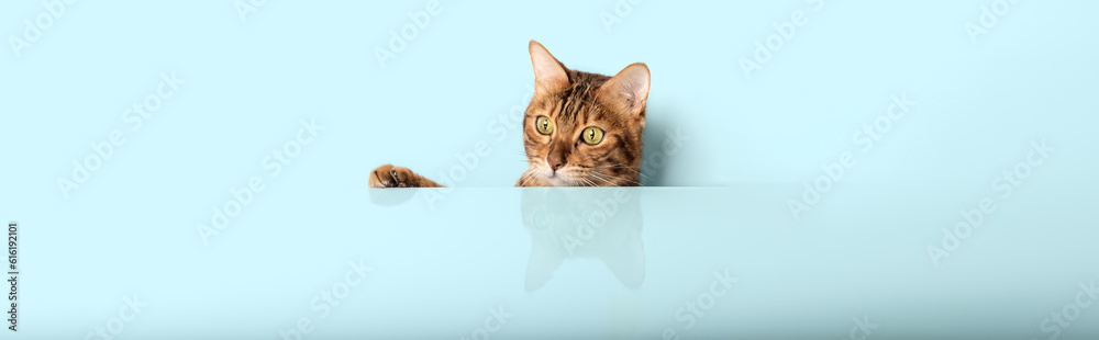 Funny cat peeks out from behind a colored wall.