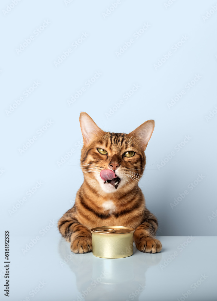 Obraz premium Licking cat with a can of canned food on a colored background.