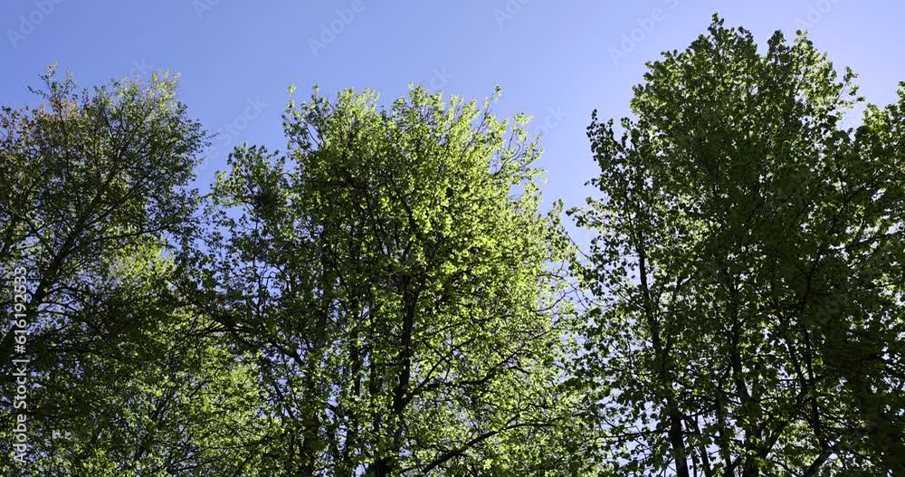 deciduous trees with green foliage in the spring season, sunny weather in the spring season in the park deciduous trees with green foliage in the spring season, sunny weather in the spring season in the park
