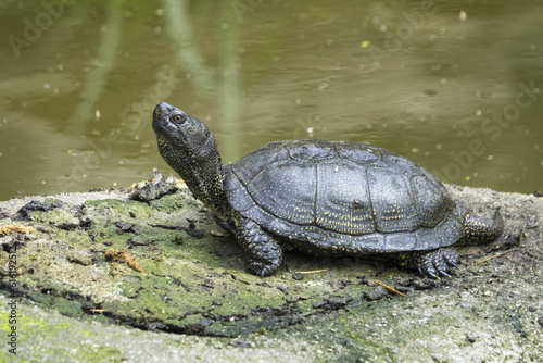 The European pond turtle (Emys orbicularis) is found in southern, central, and eastern Europe, West Asia and parts of Mediterranean North Africa.