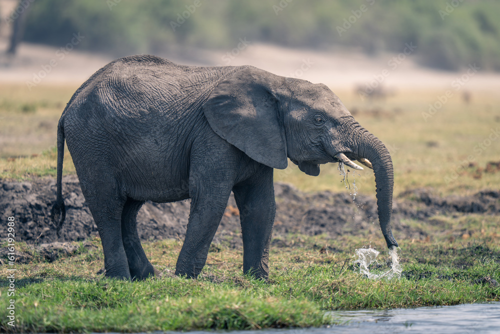 Obraz premium African elephant stands leaking water from trunk