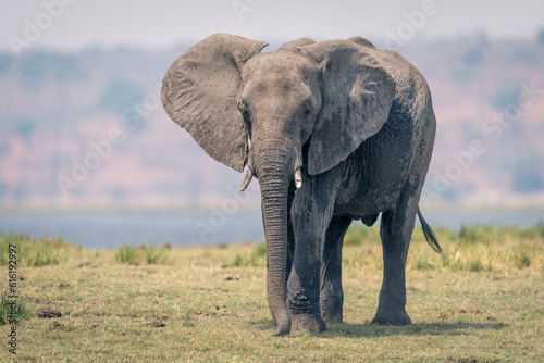 African elephant stands on floodplain watching camera