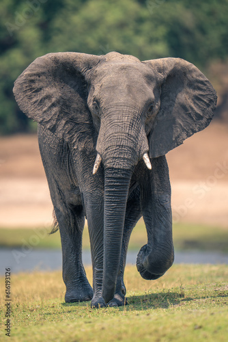 African elephant walks along riverbank lifting foot
