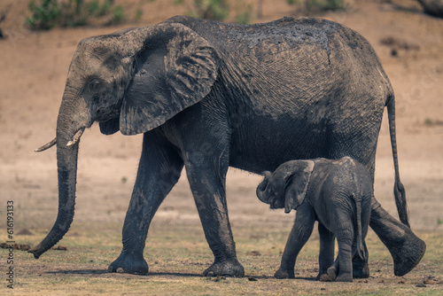African elephant walks past baby on grass