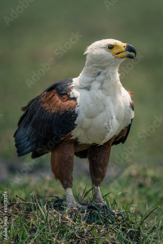 African fish eagle opens beak on grass © Nick Dale