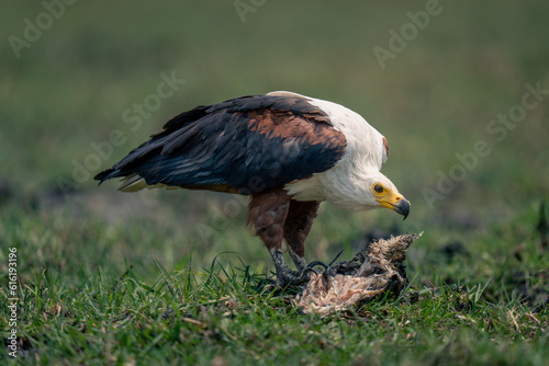 African fish eagle lowers head to fish