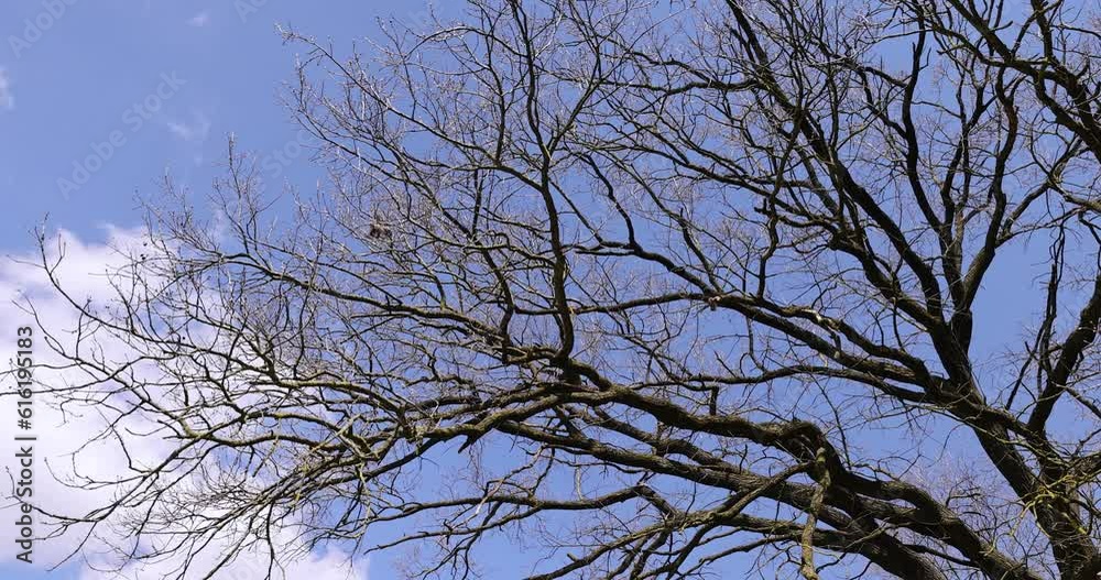 old oak in early spring without green foliage, blooming old oak in early spring in sunny weather old oak in early spring without green foliage, blooming old oak in early spring in sunny weather