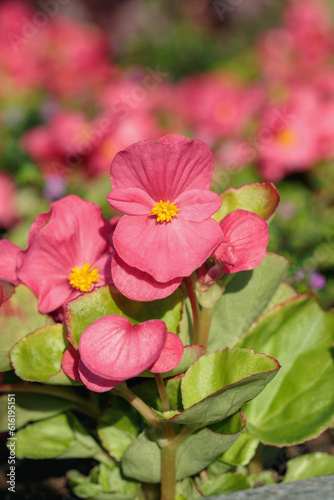 Photos Pink wax begonia with green leafs (Begonia x semperflorens-cultorum)