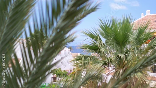 Palm trees background in 4k slow motion 60fps