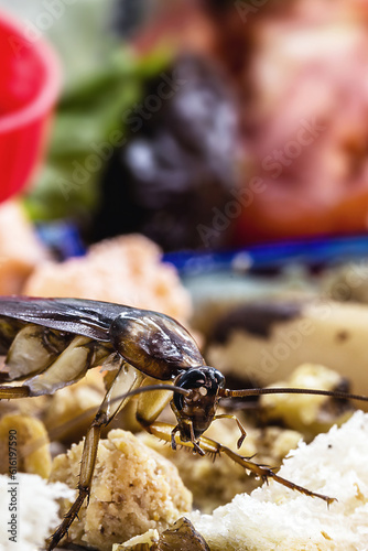 cockroaches walking over garbage piles, lack of hygiene and infestation of exempts indoors, spot focus, macro photography photo