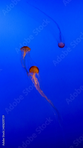 jellyfish in aquarium (ID: 616201739)