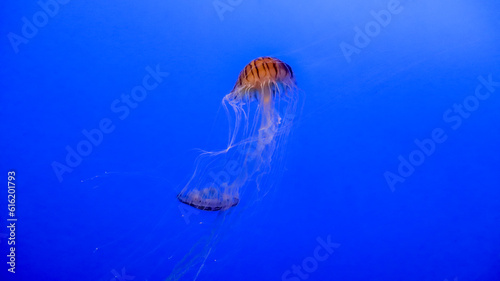 jellyfish (ID: 616201793)