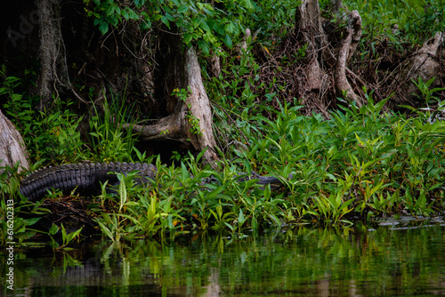 alligator in the swamp