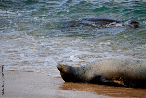 seal in water