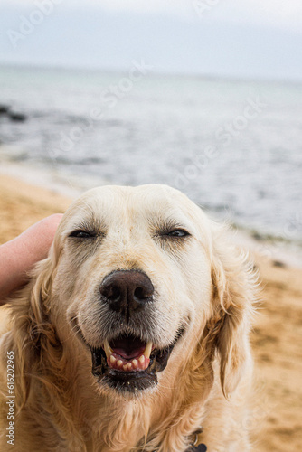 dog on the beach