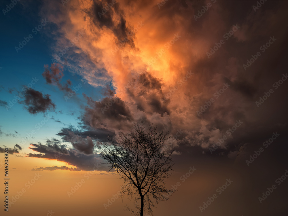 orange sunset with tree in backlight
