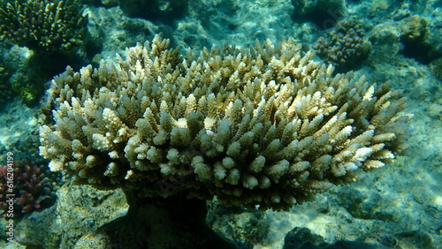 Polyp stony coral Acropora tenuis undersea, Red Sea, Egypt, Sharm El Sheikh, Nabq Bay 