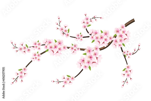 cherry blossom vector. pink sakura flower background. cherry blossom flower blooming, cherry blossom sakura branch isolated on white background. vector illustration