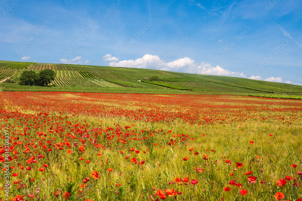 A field of red poppies in bloom under a white-blue sky with vineyards in the background in the Guldenbach valley - Germany in Rhineland-Palatinate