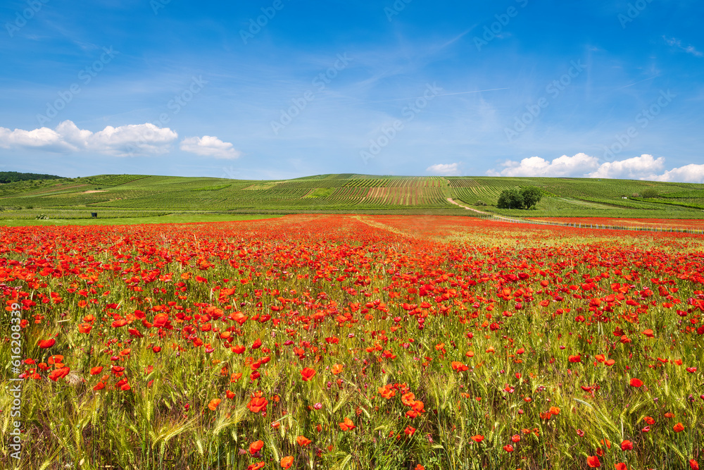 A field of red poppies in bloom under a white-blue sky with vineyards in the background in the Guldenbach valley - Germany in Rhineland-Palatinate