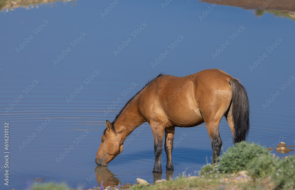 Wild Horse at a Waterhole in the Pryor Mountains Montana in Summer Wild Horse at a Waterhole in the Pryor Mountains Montana in Summer