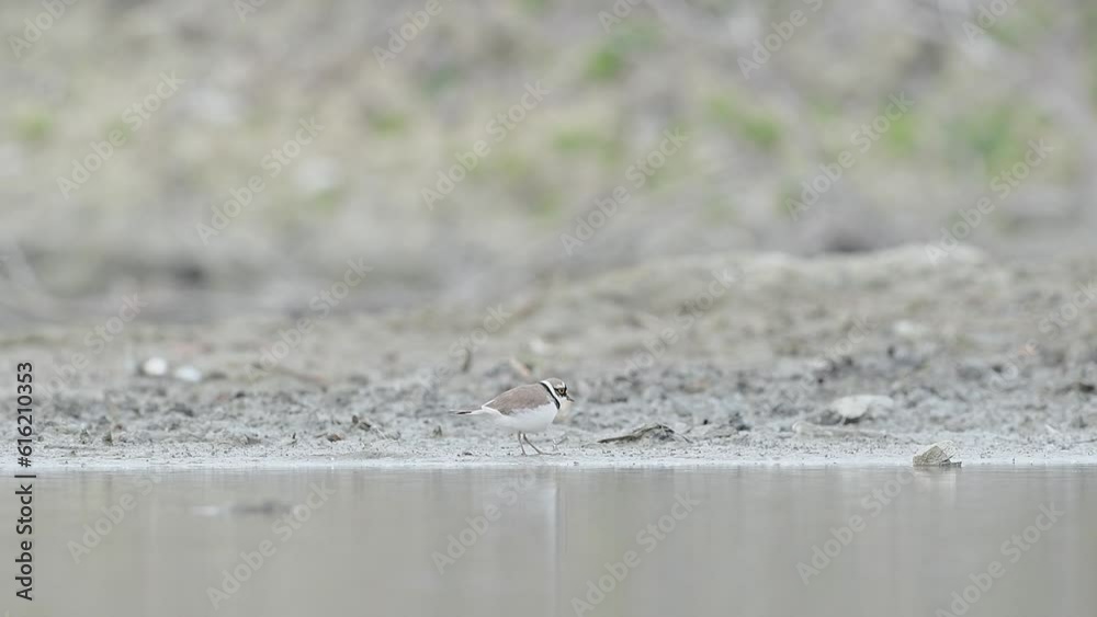 On the beach, the little ringed plover looking for food (Charadrius dubius) On the beach, the little ringed plover looking for food (Charadrius dubius)
