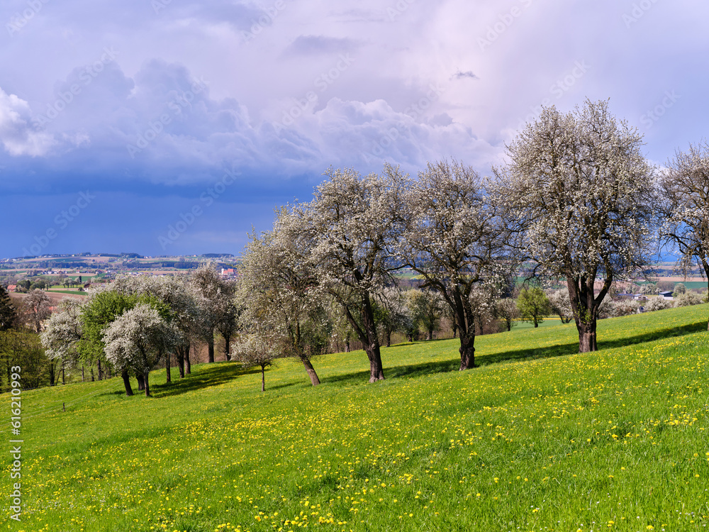 Baumblüte im Mostviertel, Ybbstal, Niederösterreich