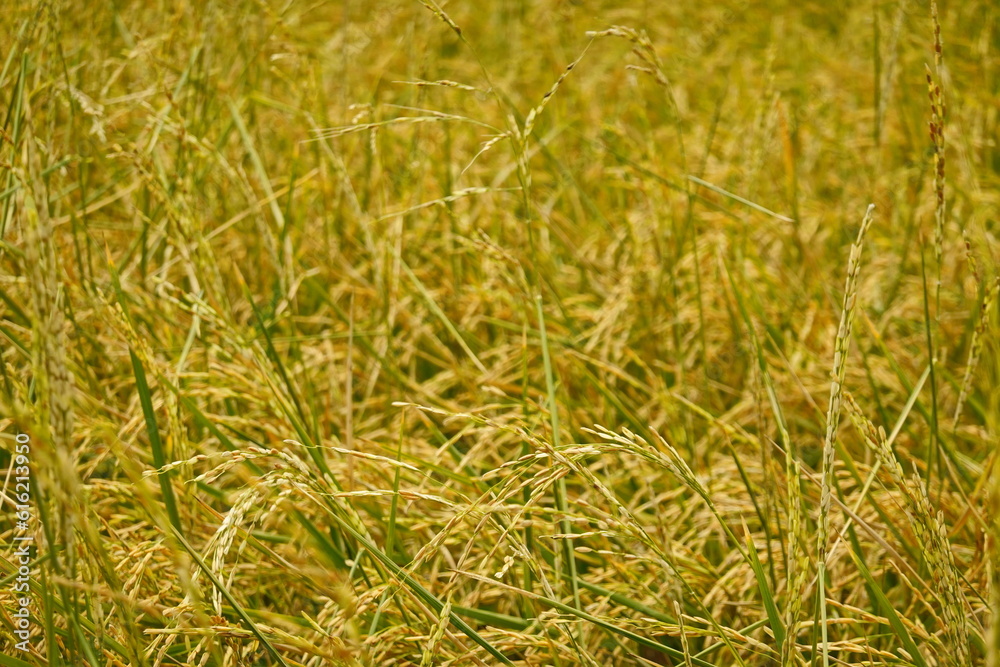 Rice field agriculture grain food yield season Rice field agriculture grain food yield season